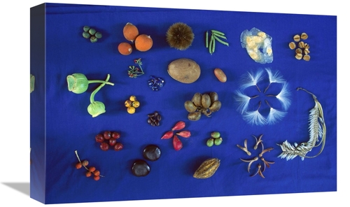 Global Gallery GCS-398538-1218-142 12 x 18 in. Seed Diversity, Bar