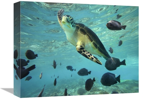 Global Gallery GCS-396255-1216-142 12 x 16 in. Green Sea Turtle, B