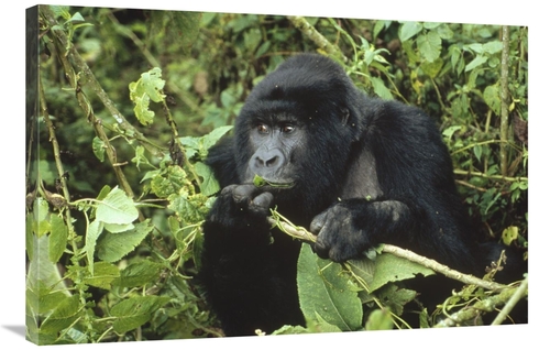 Global Gallery GCS-452347-2436-142 24 x 36 in. Mountain Gorilla Male F