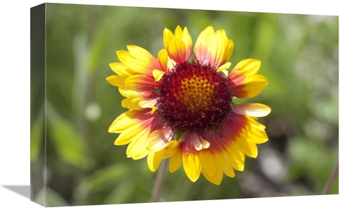 Global Gallery GCS-395468-1218-142 12 x 18 in. Annual Coreopsis Flower