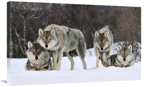 Global Gallery GCS-398259-36-142 36 in. Gray Wolf Group, Norway Ar