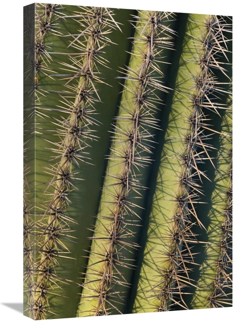 Global Gallery GCS-395321-1624-142 16 x 24 in. Saguaro Cactus Spines&#