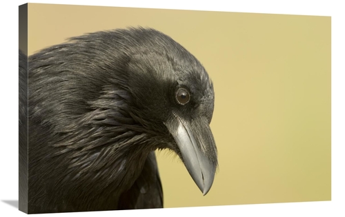 Global Gallery GCS-453328-2030-142 20 x 30 in. Common Raven Portrait&#