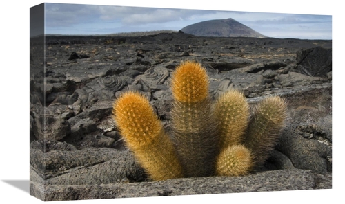 Global Gallery GCS-397892-1218-142 12 x 18 in. Lava Cactus Grows in An