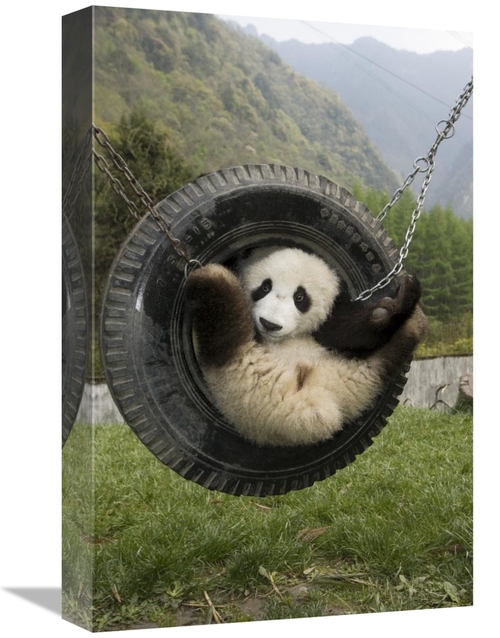 Global Gallery GCS-395897-1218-142 12 x 18 in. Giant Panda Cub Playing