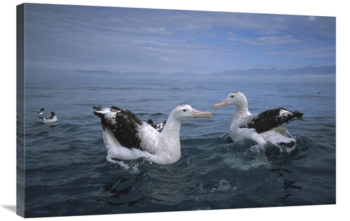 Global Gallery GCS-451785-2436-142 24 x 36 in. Antipodean Albatross Pa