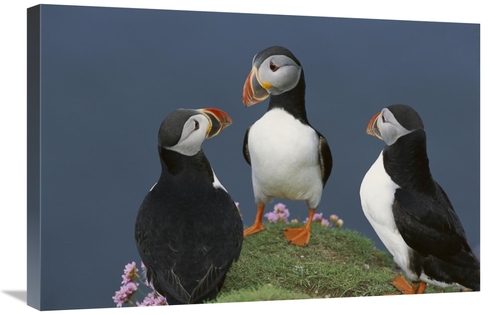 Global Gallery GCS-451773-2030-142 20 x 30 in. Atlantic Puffin Group C