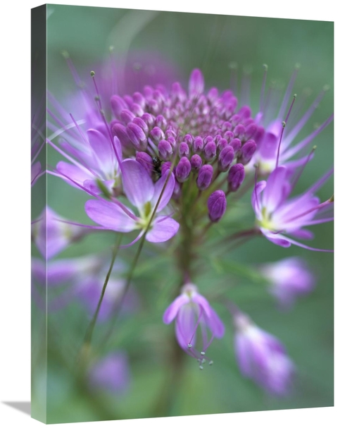 Global Gallery GCS-396943-1824-142 18 x 24 in. Rocky Mountain Bee Plan