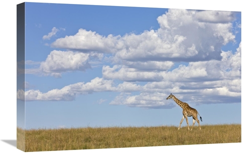 Global Gallery GCS-395332-1624-142 16 x 24 in. Masai Giraffe Walking&#