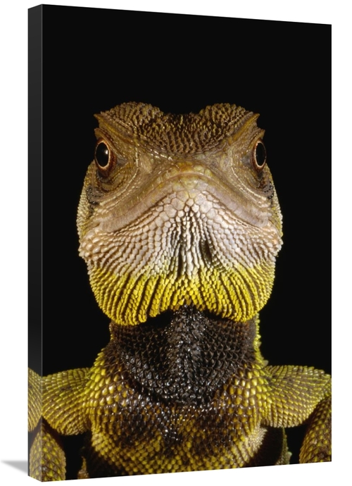 Global Gallery GCS-453197-2030-142 20 x 30 in. Bocourts Dwarf Iguana P