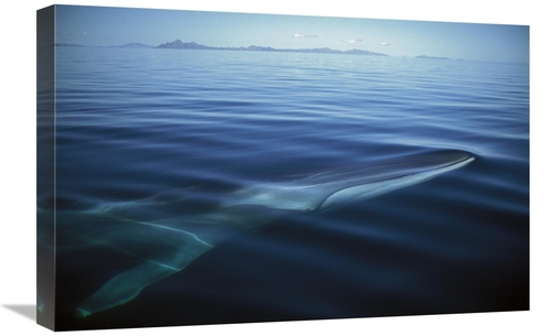 Global Gallery GCS-451688-1624-142 16 x 24 in. Fin Whale At Winter Fee