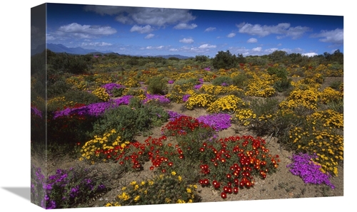 Global Gallery GCS-451829-1218-142 12 x 18 in. Dewflowers & Other Bloo