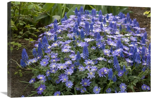 Global Gallery GCS-398333-2436-142 24 x 36 in. Greek Anemone Flowers A