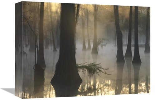 Global Gallery GCS-452056-1216-142 12 x 16 in. Bald Cypress Grove in F