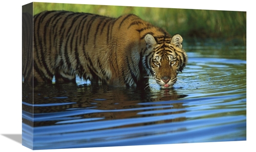 Global Gallery GCS-396165-1218-142 12 x 18 in. Siberian Tiger Drinking