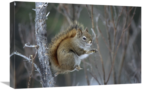 Global Gallery GCS-451892-1624-142 16 x 24 in. Red Squirrel Feeding on