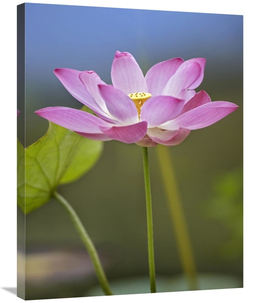 Global Gallery GCS-396040-2432-142 24 x 32 in. Sacred Lotus Flower&#44