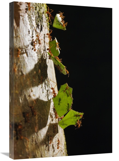 Global Gallery GCS-452671-2030-142 20 x 30 in. Leafcutter Ant Ants Car