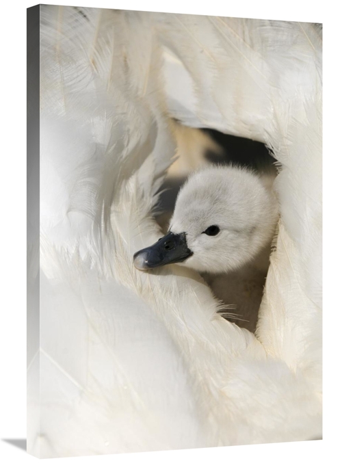 Global Gallery GCS-398175-2030-142 20 x 30 in. Mute Swan Cygnet, o