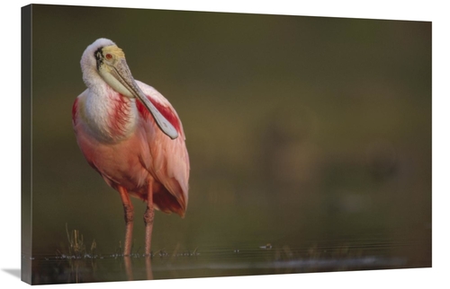 Global Gallery GCS-396497-2436-142 24 x 36 in. Roseate Spoonbill Adult