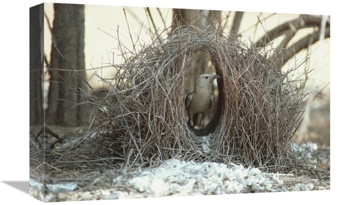 Global Gallery GCS-452911-1218-142 12 x 18 in. Great Bowerbird Male in