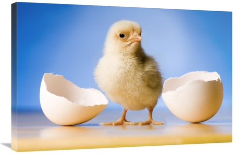 Global Gallery GCS-395710-2436-142 24 x 36 in. Domestic Chicken, B