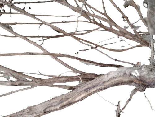 Original & Natural Wood Tulsi Kanthi Dried plant