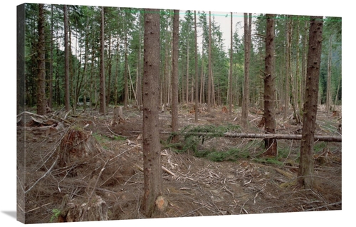 Global Gallery GCS-395778-2436-142 24 x 36 in. New Forestry Technique&