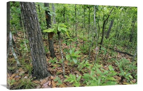 Global Gallery GCS-397534-2436-142 24 x 36 in. Forest in Rainy Season&