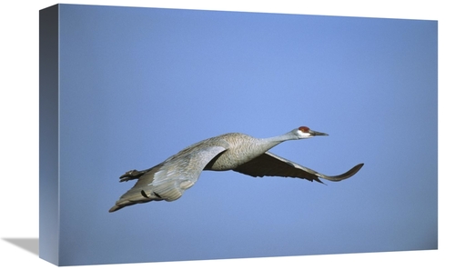 Global Gallery GCS-453285-1218-142 12 x 18 in. Sandhill Crane Flying&#