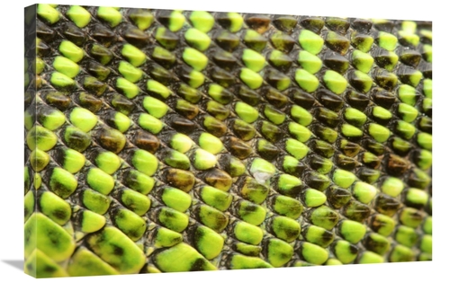20 x 30 in. European Green Lizard Scales Art Print - Danny Laps