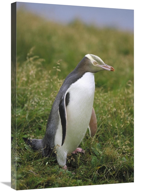 Global Gallery GCS-452457-2030-142 20 x 30 in. Yellow-Eyed Penguin Por