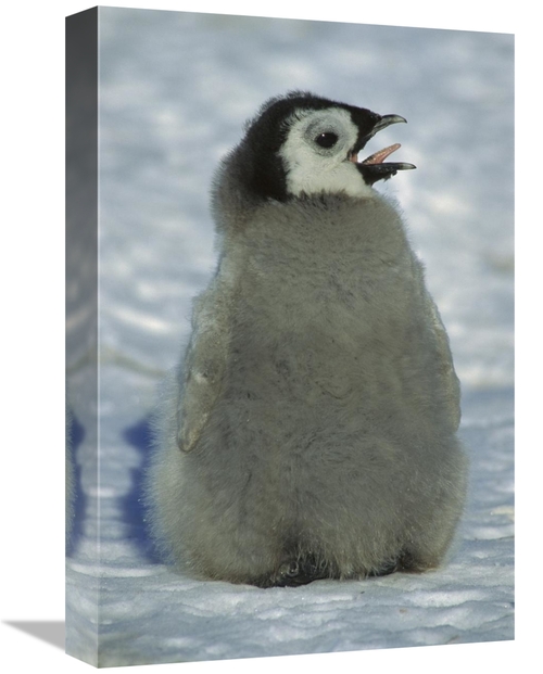 Global Gallery GCS-451736-1218-142 12 x 18 in. Emperor Penguin Young C