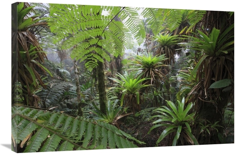Global Gallery  24 x 36 in. Bromeliad & Tree Fern At 1600 Meters Altit