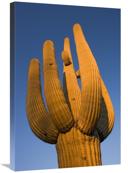 Global Gallery GCS-395309-2030-142 20 x 30 in. Saguaro Cactus, Sag