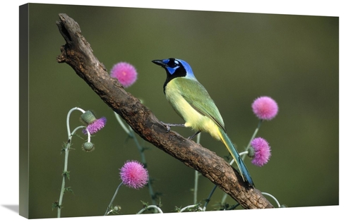 Global Gallery GCS-453286-2030-142 20 x 30 in. Green Jay Perching,