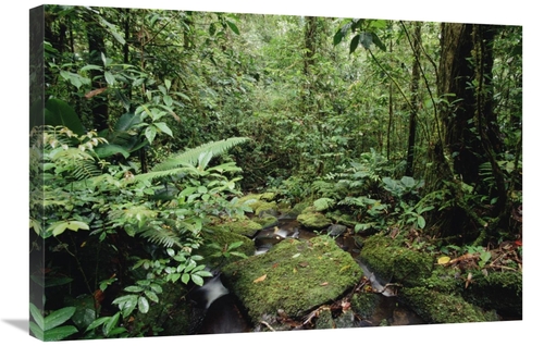 Global Gallery GCS-452989-2030-142 20 x 30 in. Mountain Stream in Trop