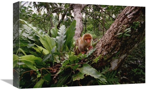 Global Gallery GCS-452991-1218-142 12 x 18 in. Short-Tailed Spotted Cu