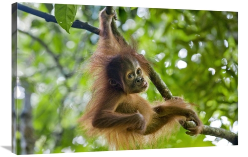 Global Gallery GCS-395859-2436-142 24 x 36 in. Sumatran Orangutan Nine