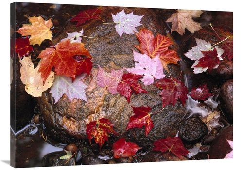 Global Gallery GCS-452021-3040-142 30 x 40 in. Maple Leaves in Sable C