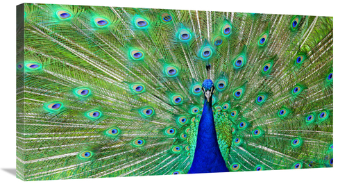 Global Gallery GCS-486596-36-142 36 in. Majestic Peacock I Art Print -