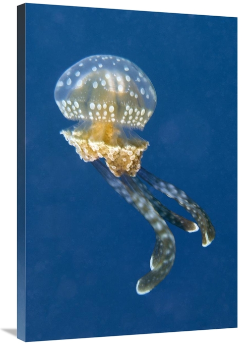 Global Gallery GCS-397587-2436-142 24 x 36 in. Colourful, Poisonou