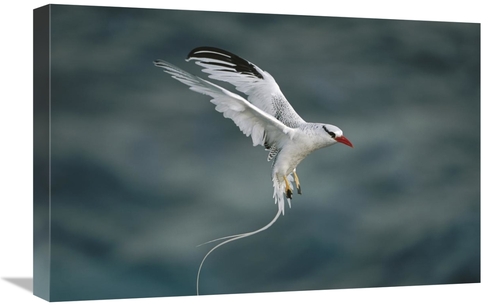 Global Gallery GCS-451768-1624-142 16 x 24 in. Red-Billed Tropicbird L