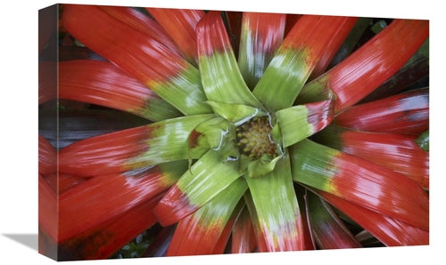 Global Gallery GCS-395975-1218-142 12 x 18 in. Bromeliad Flower, C