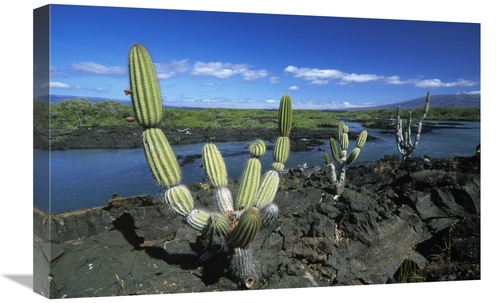 Global Gallery GCS-398462-1624-142 16 x 24 in. Giant Candelabra Cactus