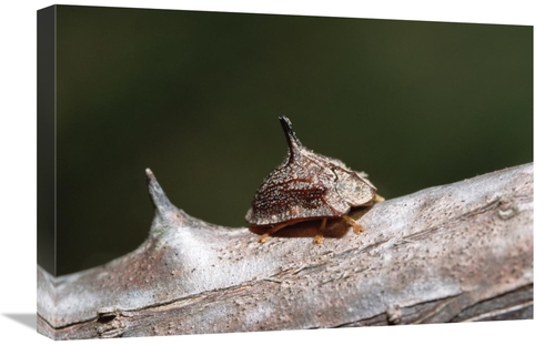 Global Gallery GCS-452526-1624-142 16 x 24 in. Insect Camouflaged As T