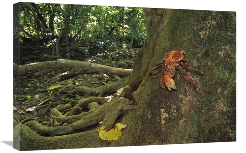 Global Gallery GCS-451676-2030-142 20 x 30 in. Coconut Crab Scaling A 