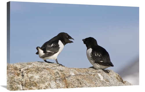 Global Gallery GCS-452705-2436-142 24 x 36 in. Little Auk Pair, Sp