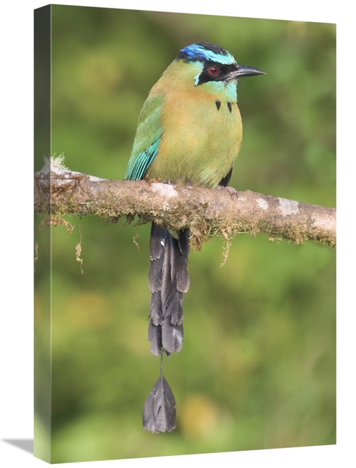 Global Gallery GCS-397278-1624-142 16 x 24 in. Blue-Crowned Motmot,