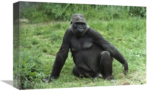 Global Gallery GCS-452826-1218-142 12 x 18 in. Western Lowland Gorilla